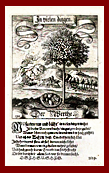 Nutmeg Tree by Merian