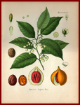 1887 Myristica fragrans Houtt by Kohler
